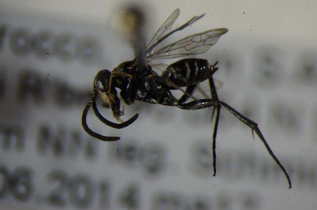 Image of Cuckoo Spider Wasps