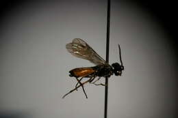 Image of wood wasp
