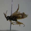 Image of <i>Nematinus fuscipennis</i>