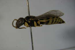 Image of <i>Empria sexpunctata</i>