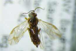 Image of <i>Pristiphora parva</i>