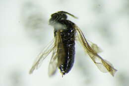 Image of <i>Pristiphora monogyniae</i>