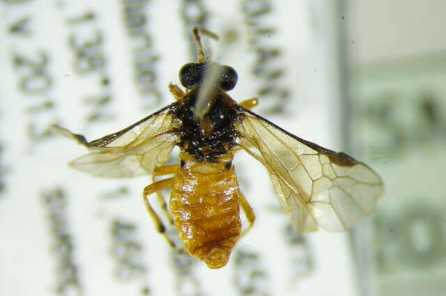 Image of Beet Sawfly