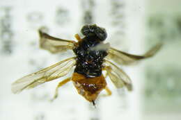 Image of <i>Athalia rufoscutellata</i>