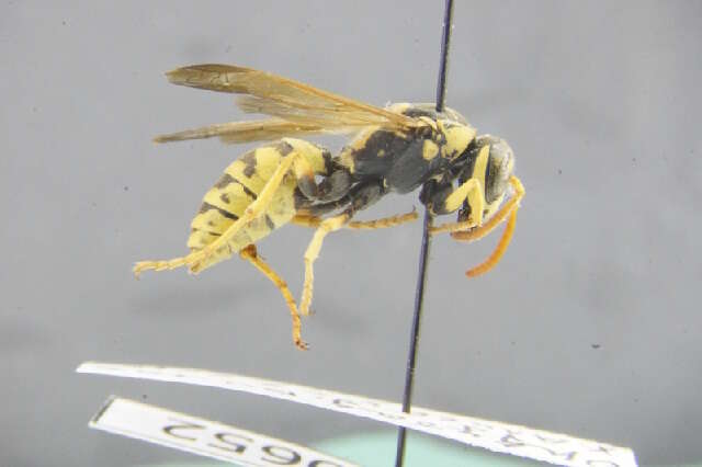 Image of <i>Polistes bucharensis</i>