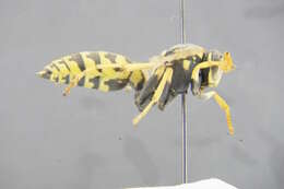 Image of <i>Polistes bucharensis</i>