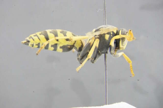 Image of <i>Polistes bucharensis</i>