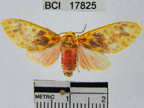 Sivun Amaxia osmophora Hampson 1901 kuva