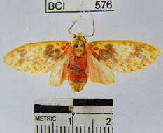 Image of Amaxia osmophora Hampson 1901