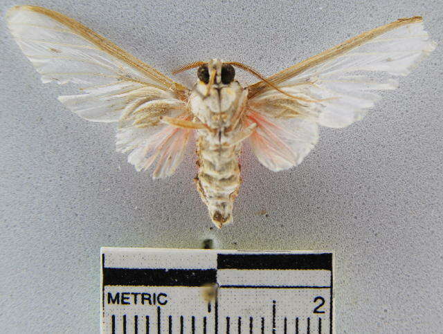 Image of Idalus aleteria Schaus 1905