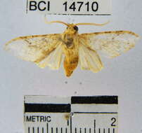 Sivun Lophocampa amaxiaeformis Rothschild 1910 kuva