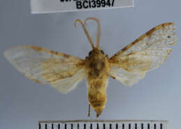 Sivun Lophocampa amaxiaeformis Rothschild 1910 kuva