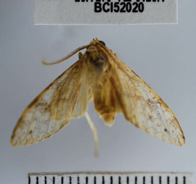 Sivun Lophocampa amaxiaeformis Rothschild 1910 kuva