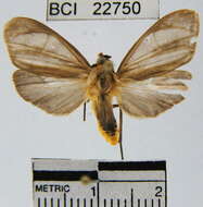 Image of Tricypha imperialis Heylaerts 1884