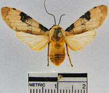 صورة Halysidota interlineata Walker 1855