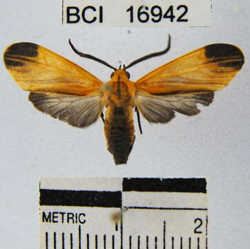 Image of Correbidia costinotata Schaus 1911