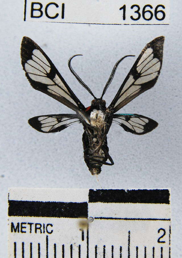 Image of <i>Rhynchopyga cryptoleuca</i>