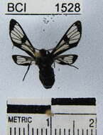 Image of <i>Rhynchopyga cryptoleuca</i>