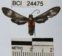 Image of Hypocladia restricta Hampson 1901