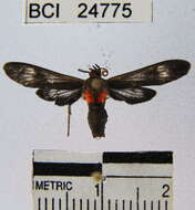 Image of Hypocladia restricta Hampson 1901