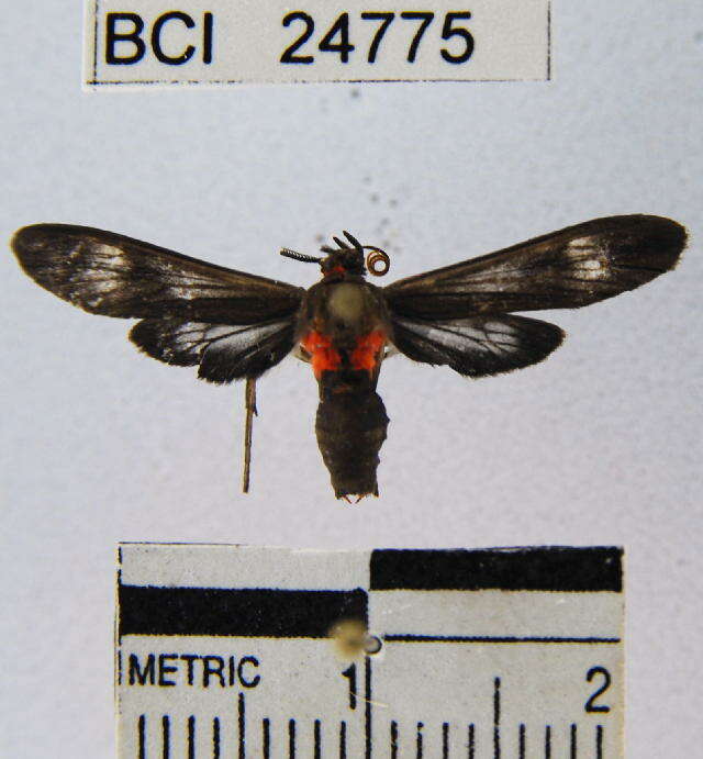 Imagem de Hypocladia restricta Hampson 1901