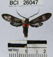 Imagem de Hypocladia restricta Hampson 1901