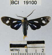 Leucopleura ciarana Schaus 1924 resmi