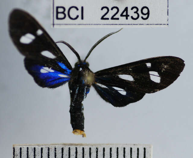 Leucopleura ciarana Schaus 1924 resmi