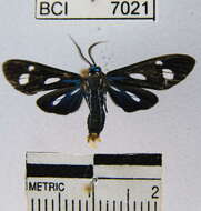 Leucopleura ciarana Schaus 1924 resmi