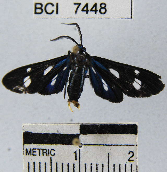 Leucopleura ciarana Schaus 1924 resmi