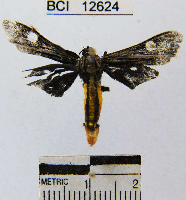 Image of <i>Calonotos metallicus</i>