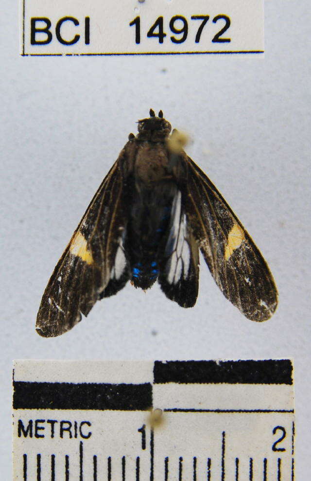 Image de Aclytia punctata Butler 1876