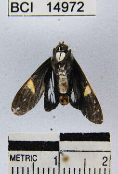 Image de Aclytia punctata Butler 1876