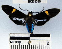 Image de Aclytia punctata Butler 1876