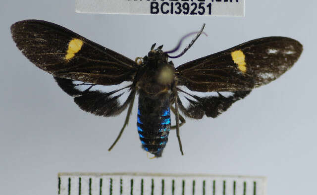 Image de Aclytia punctata Butler 1876