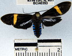 Image de Aclytia punctata Butler 1876