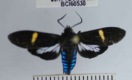 Image de Aclytia punctata Butler 1876