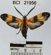 Image of Correbidia costinotata Schaus 1911