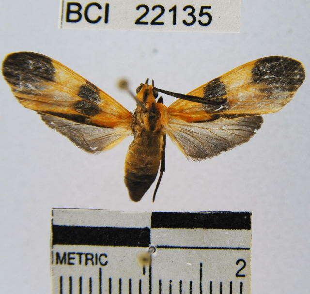 Image of Correbidia costinotata Schaus 1911
