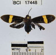 Image de Aclytia punctata Butler 1876