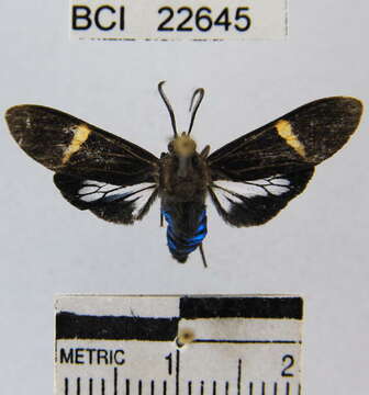 Image de Aclytia punctata Butler 1876