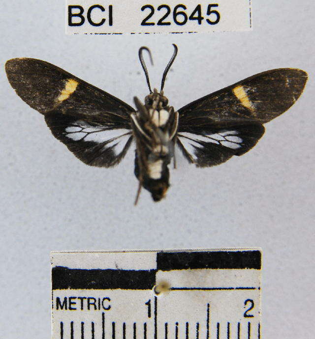 Image de Aclytia punctata Butler 1876