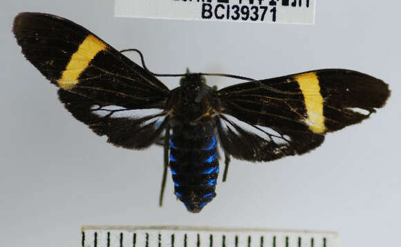 Image de Aclytia punctata Butler 1876