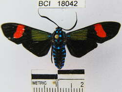 Image of Belemnia inaurata Sulzer 1776