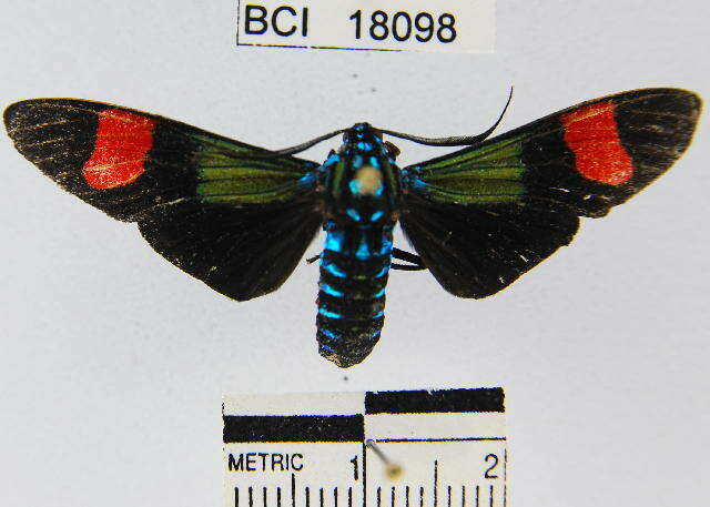 Image of Belemnia inaurata Sulzer 1776