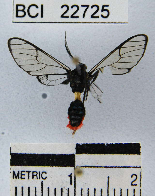 Image of Argyroeides notha Schaus 1911