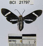 Image de Aclytia albistriga Schaus 1910