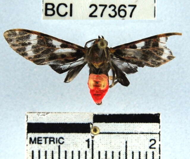 Imagem de Heliura rhodophila Walker 1856
