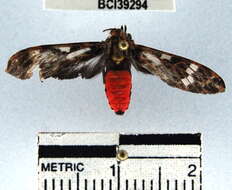 Imagem de Heliura rhodophila Walker 1856