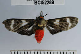 Image of Heliura tetragramma Walker 1854